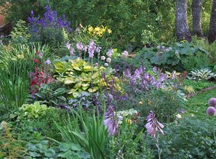 Тенелюбивые растения для сада: многолетние и неприхотливые