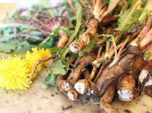 Корни одуванчика: когда собирать и как сушить
