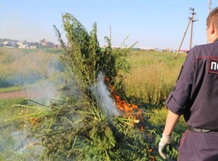 За какие растения на участке могут оштрафовать и привлечь к уголовной ответственности