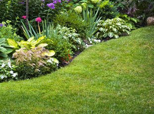 Посадка газонной травы