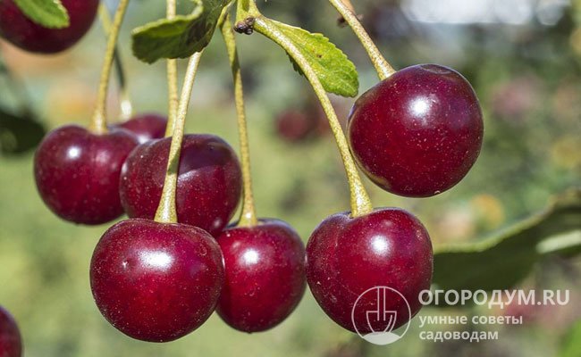 Особую ценность имеют темноокрашенные вишни, так как в них в большем количестве содержатся антоцианы, способствующие укреплению капилляров и эластичности сосудов
