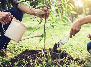 Какие деревья можно сажать возле дома, а какие – нельзя