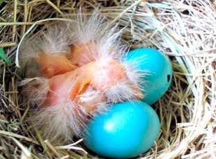 Куры, несущие голубые яйца